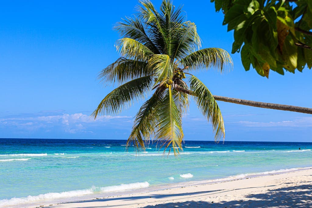 A serene tropical beach scene with a lone palm tree overlooking the turquoise ocean under a clear blue sky.