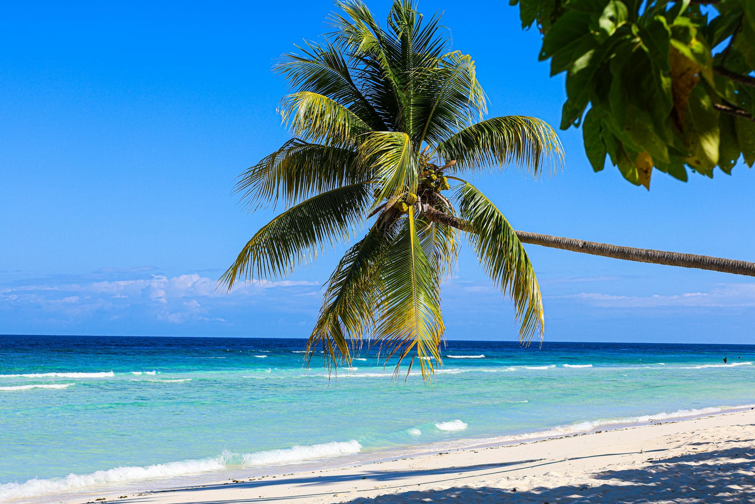 A serene tropical beach scene with a lone palm tree overlooking the turquoise ocean under a clear blue sky.